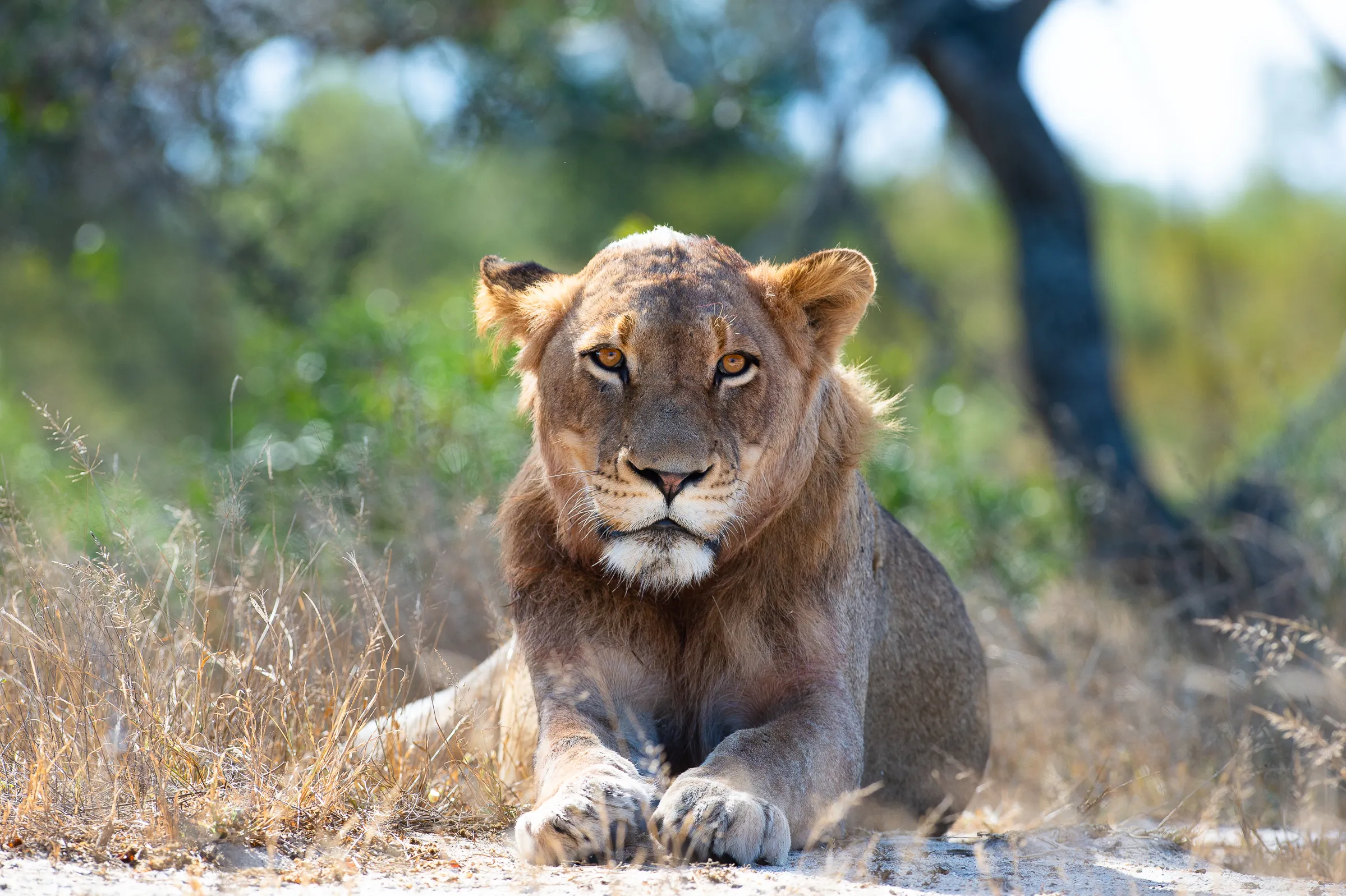 South Africa Greater Kruger Bruce Taylor-1715