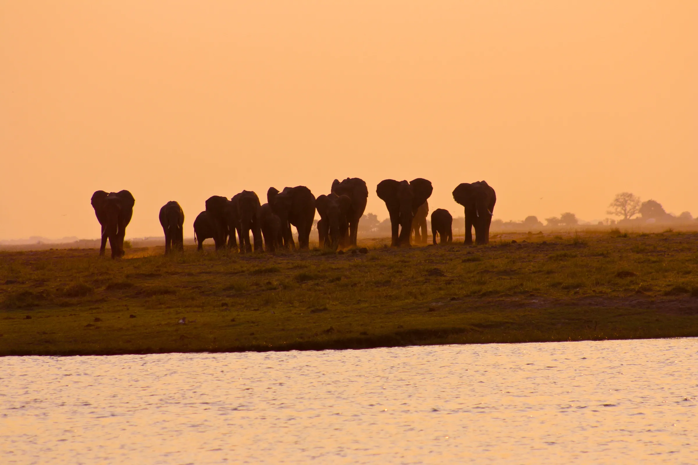 Sunway Botswana Chobe elephants (Michieu Lourens) (28)