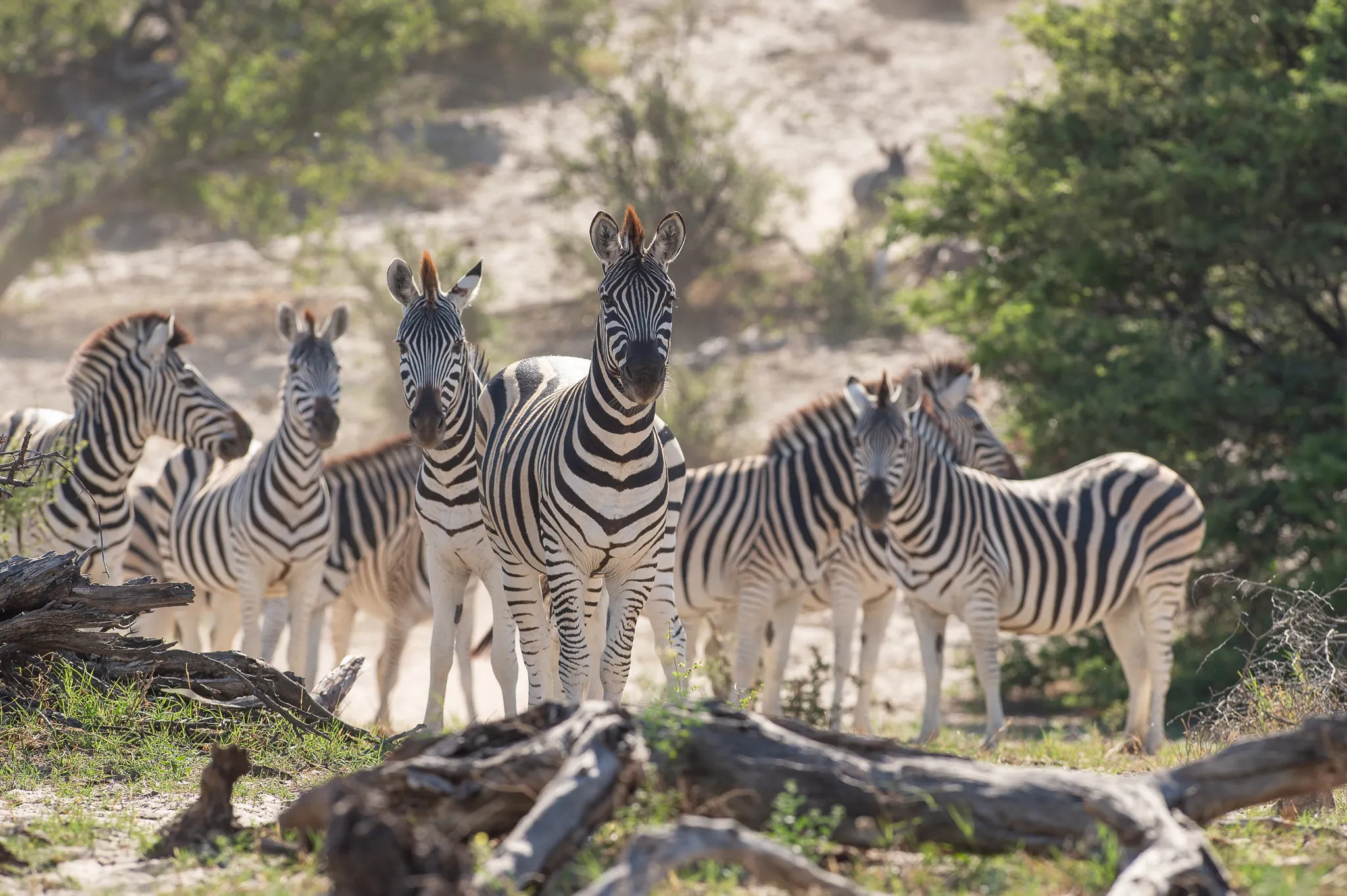 Sunway Botswana Khumaga Bruce Taylor-0358