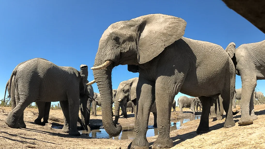 Sunway Botswana Khwai Private Reserve hide Bruce Taylor 8 low res