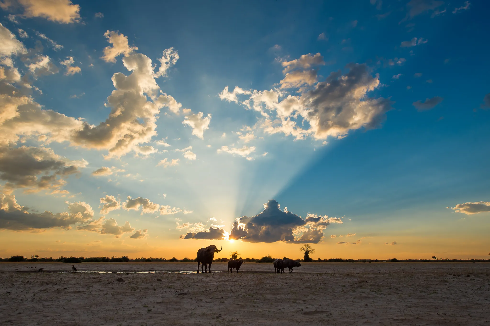 Sunway Botswana Savuti Bruce Taylor-3825