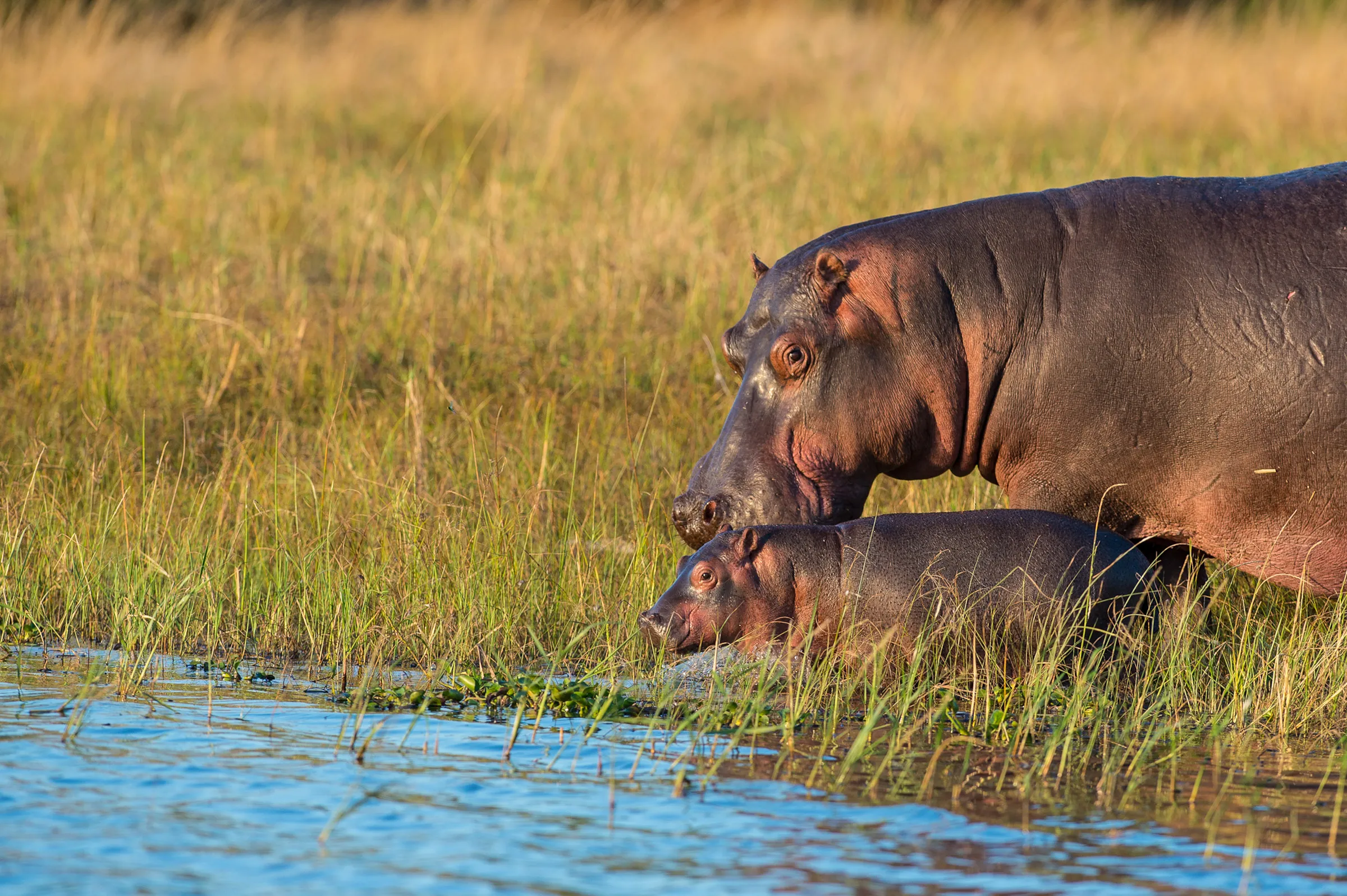 Sunway Malawi Liwonde NP Bruce Taylor-6531