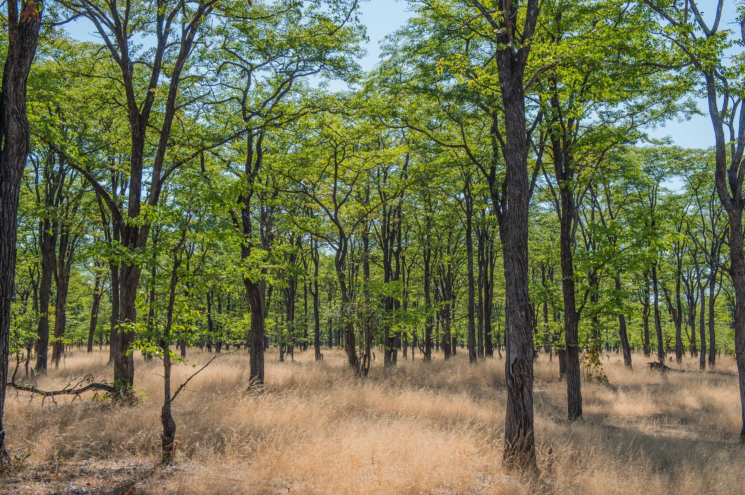 Sunway Malawi Liwonde NP Bruce Taylor-6656