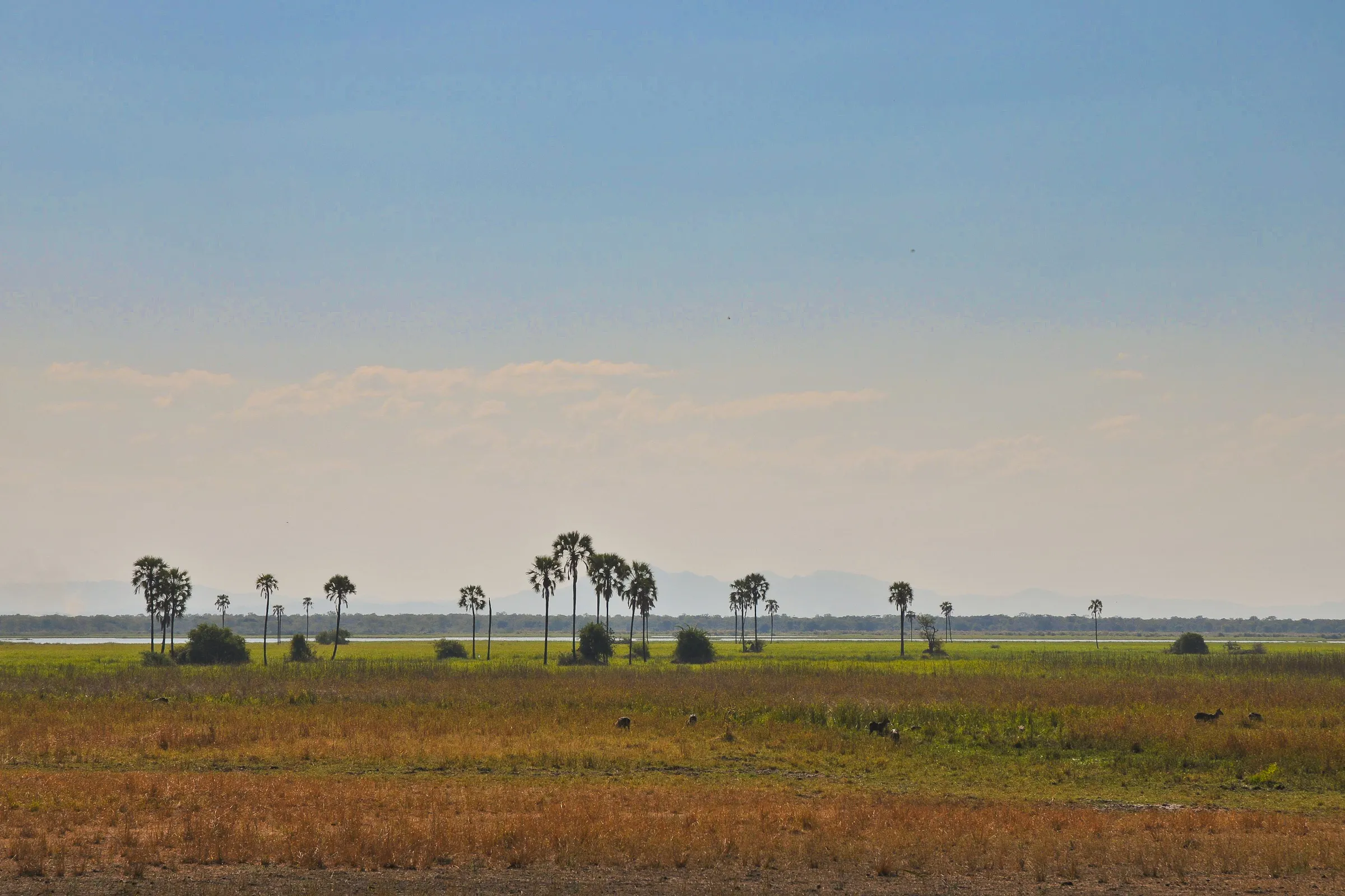 Sunway Malawi Liwonde NP Bruce Taylor