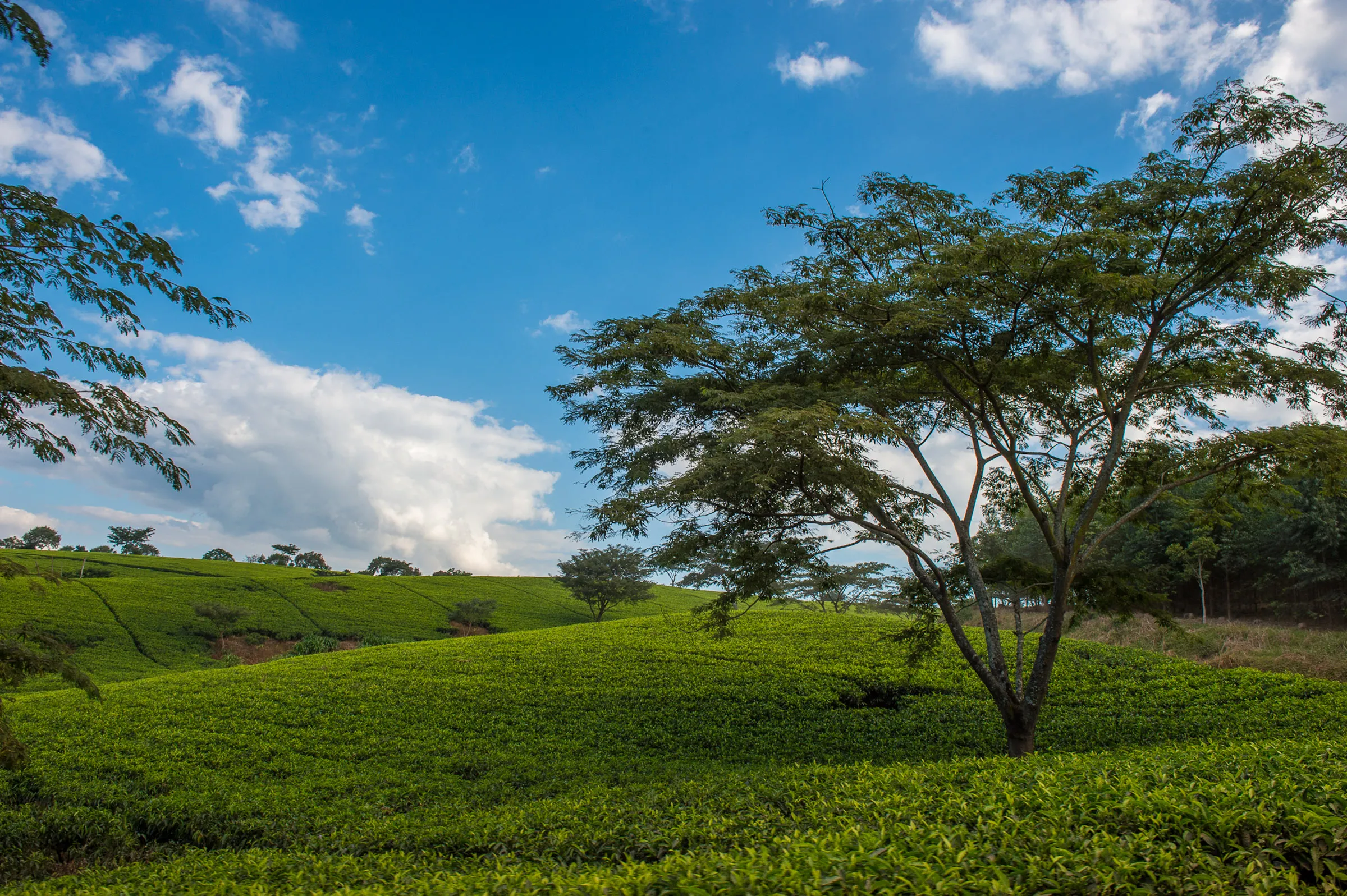 Sunway Malawi Satemwa Tea Estate Bruce Taylor-6279