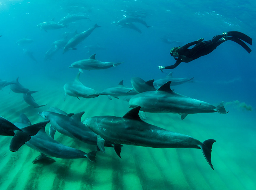 Sunway-Mozambique-Ponta-Dolphin-Encounters-006