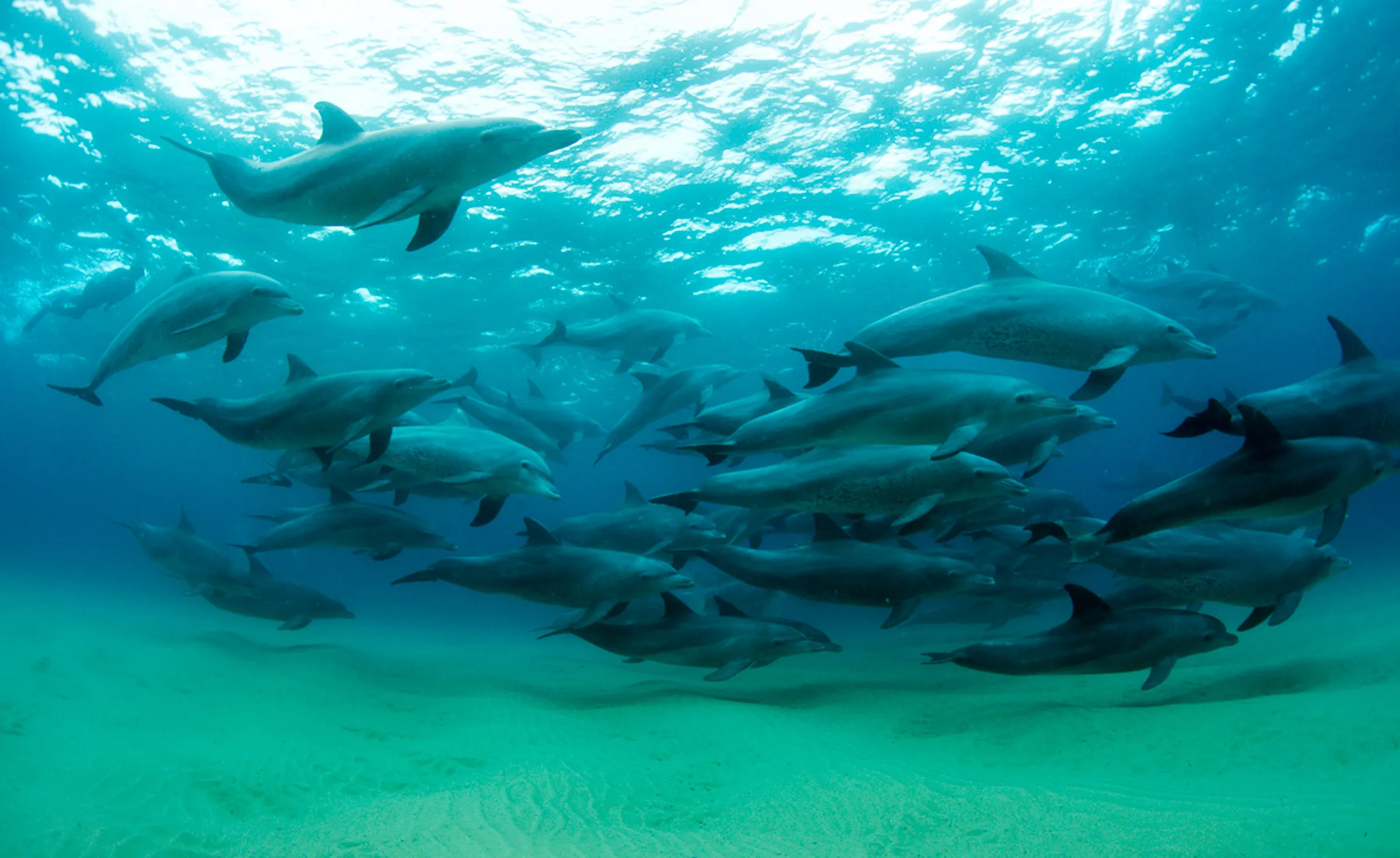 Sunway Mozambique Ponta do Ouro dolphin encounter -002