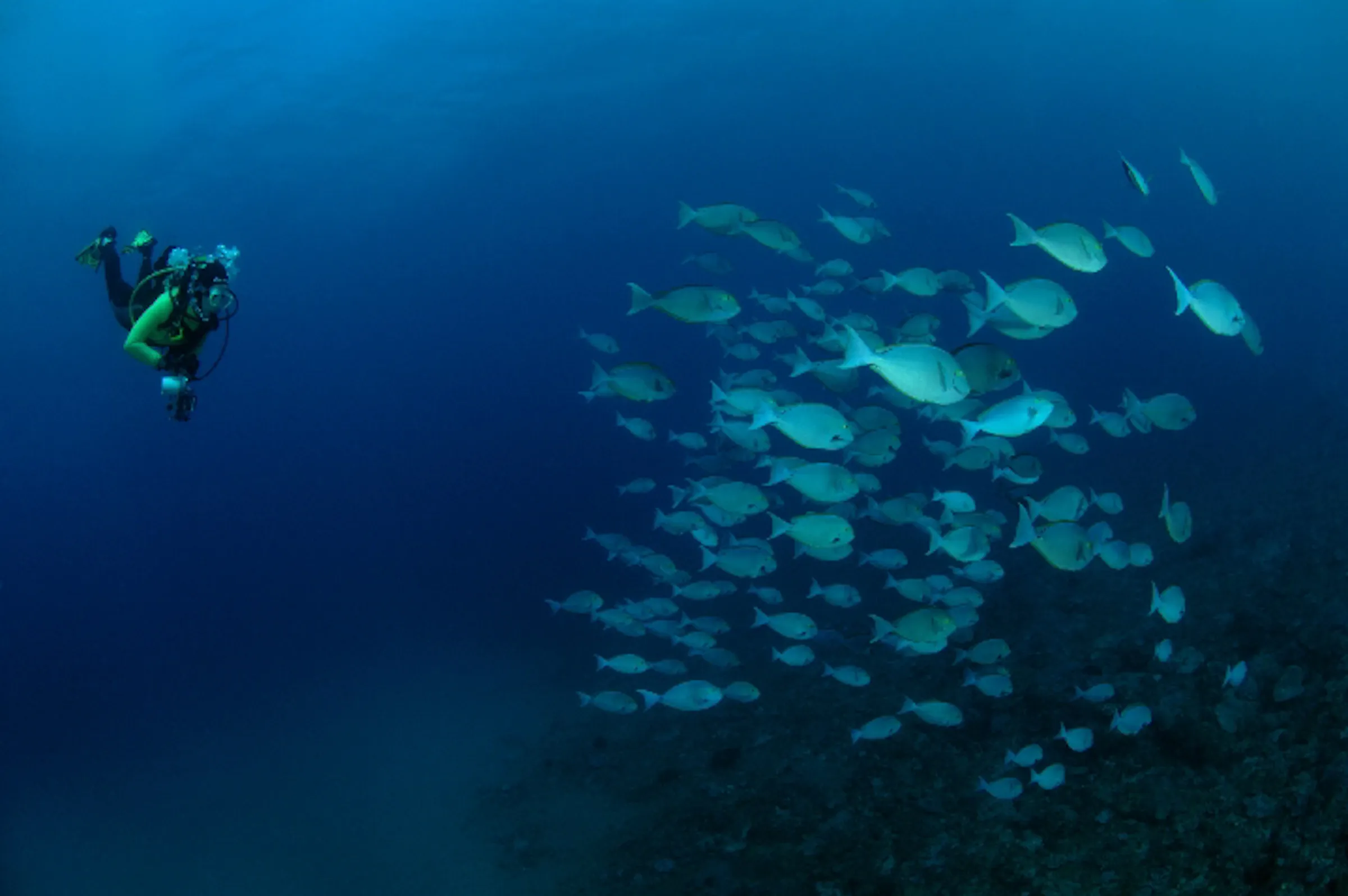 Sunway Mozambique diver with school (Paul Hunter)