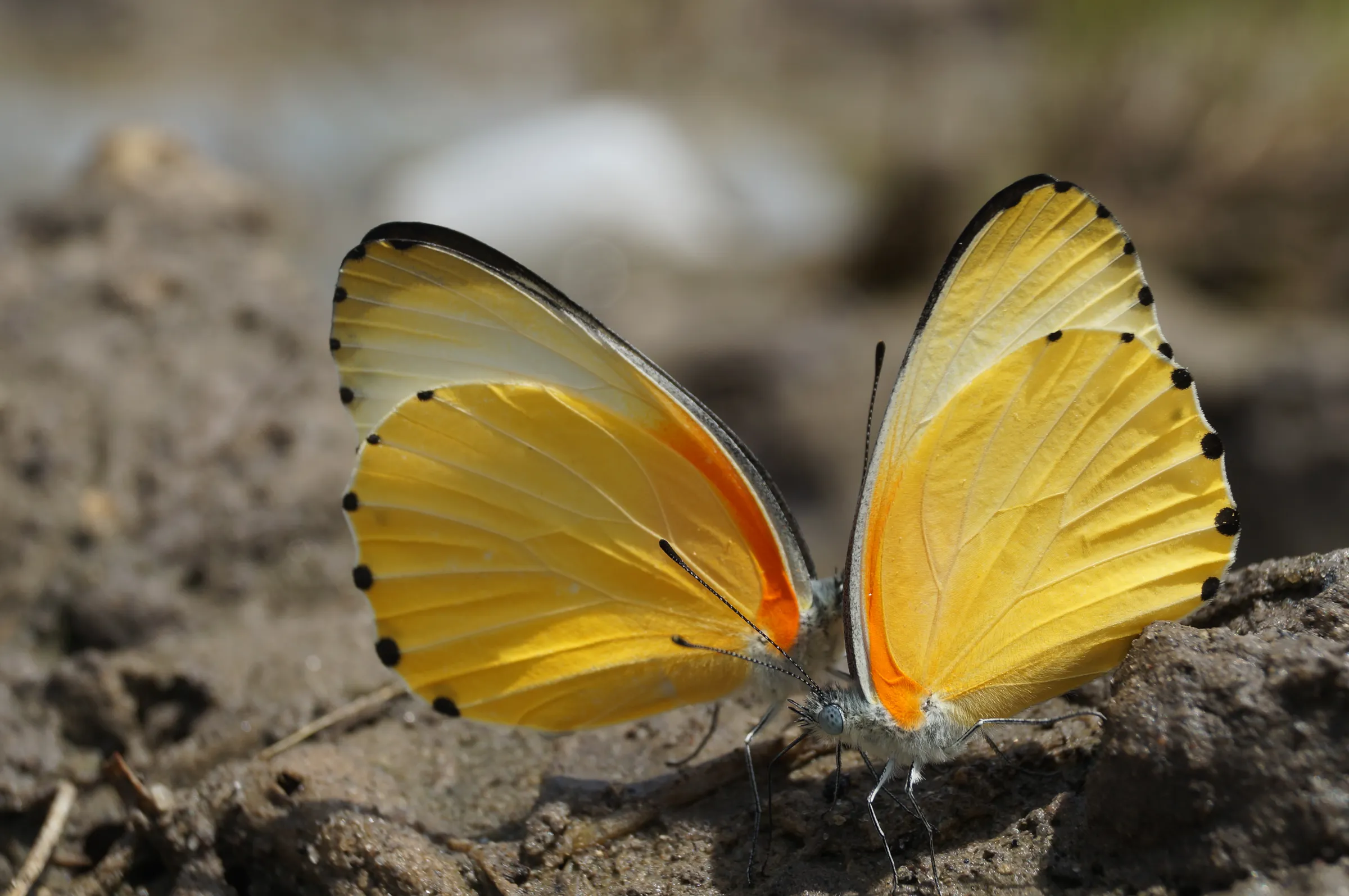 Sunway Namibia Caprivi (Alex Peyer) DSC01395