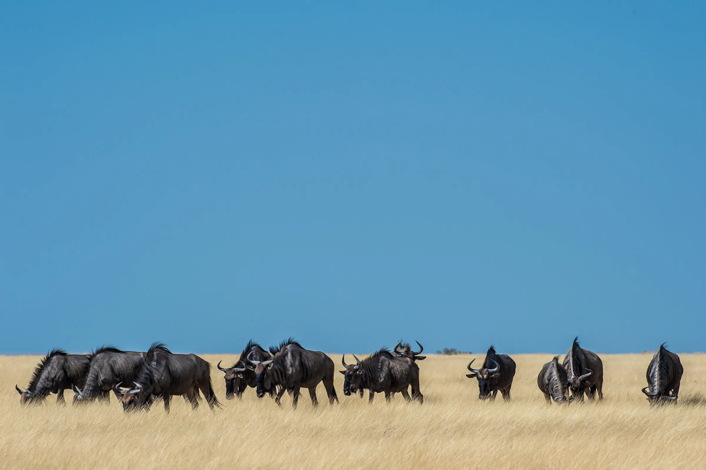 Sunway Namibia Etosha Bruce Taylor-7056