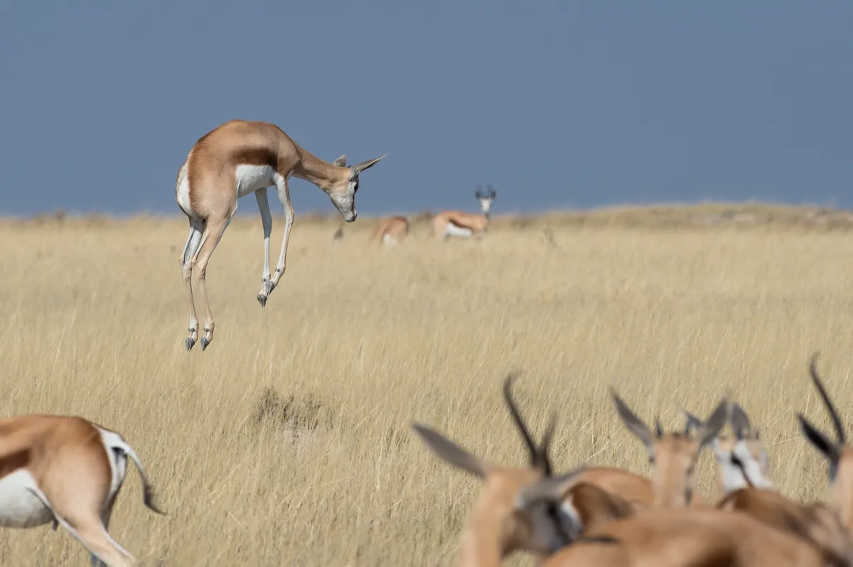 Sunway Namibia Etosha Bruce Taylor-7300