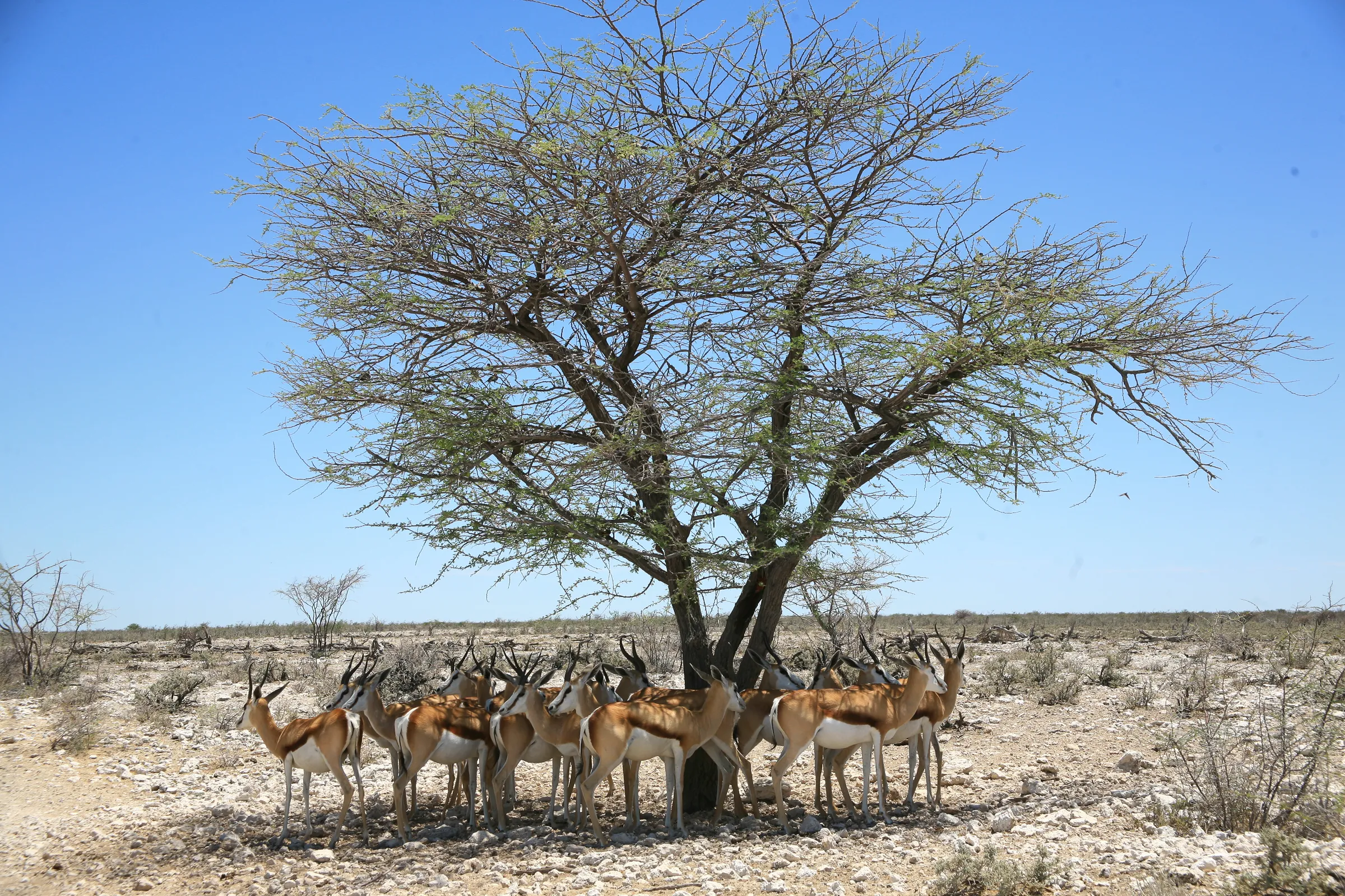 Sunway Namibia Etosha Sandra Kuelling (87)