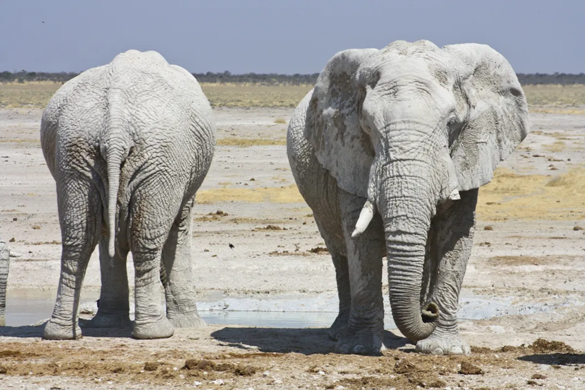 Sunway Namibia Etosha elephants Michieu Lourens