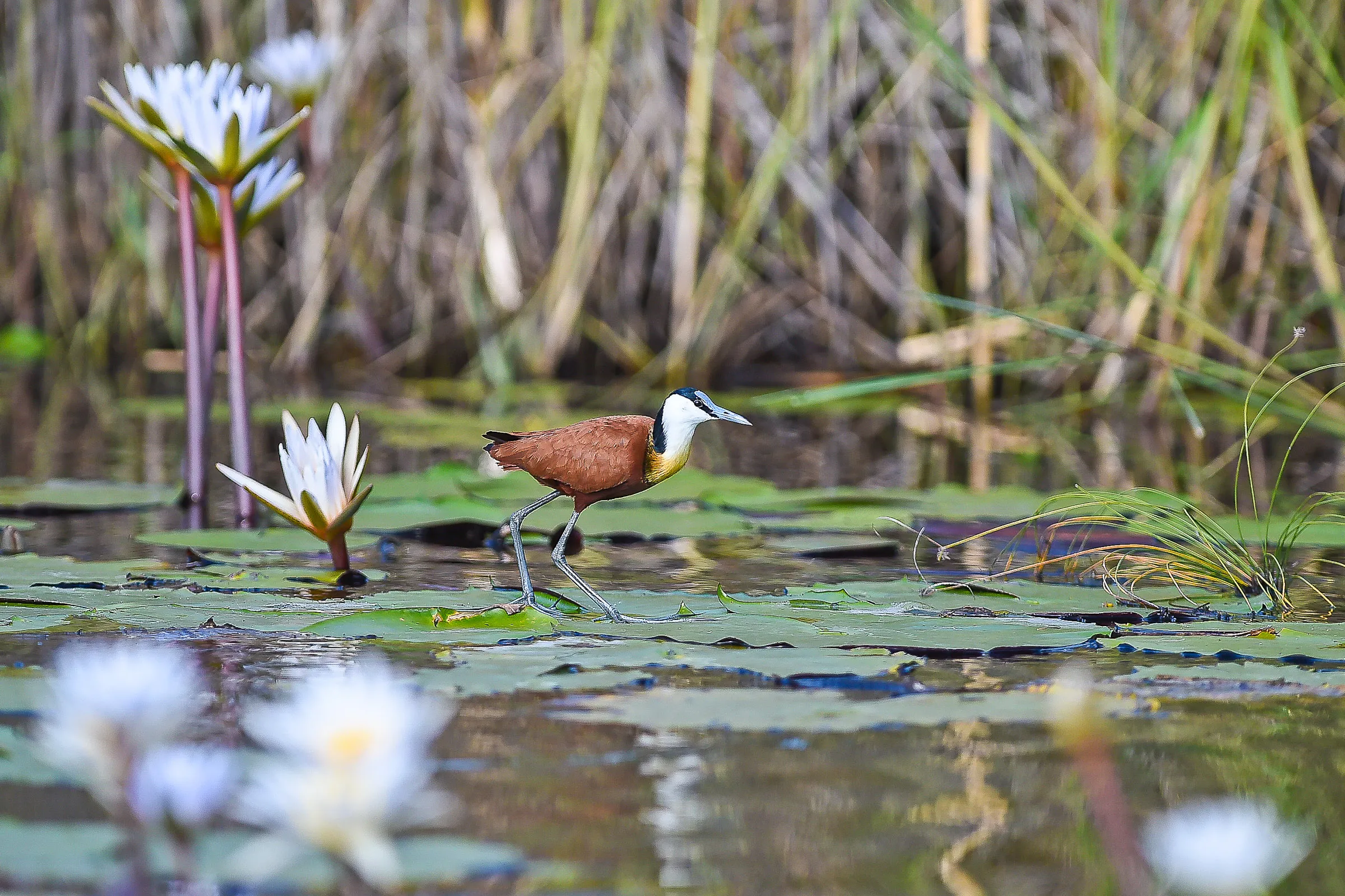 Sunway Namibia Kongola Camp Kwando Bruce Taylor-4416