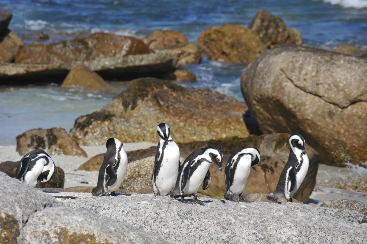 Sunway South Africa Boulders penguins Graham Hood