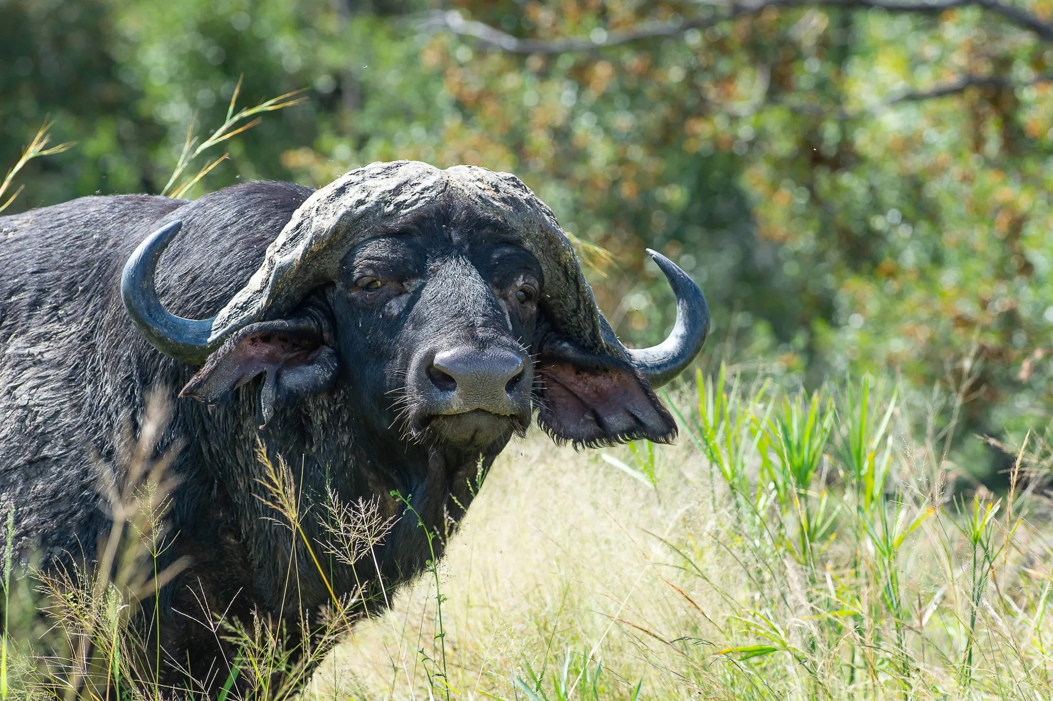 Sunway South Africa Kruger Bruce Taylor-0966-2
