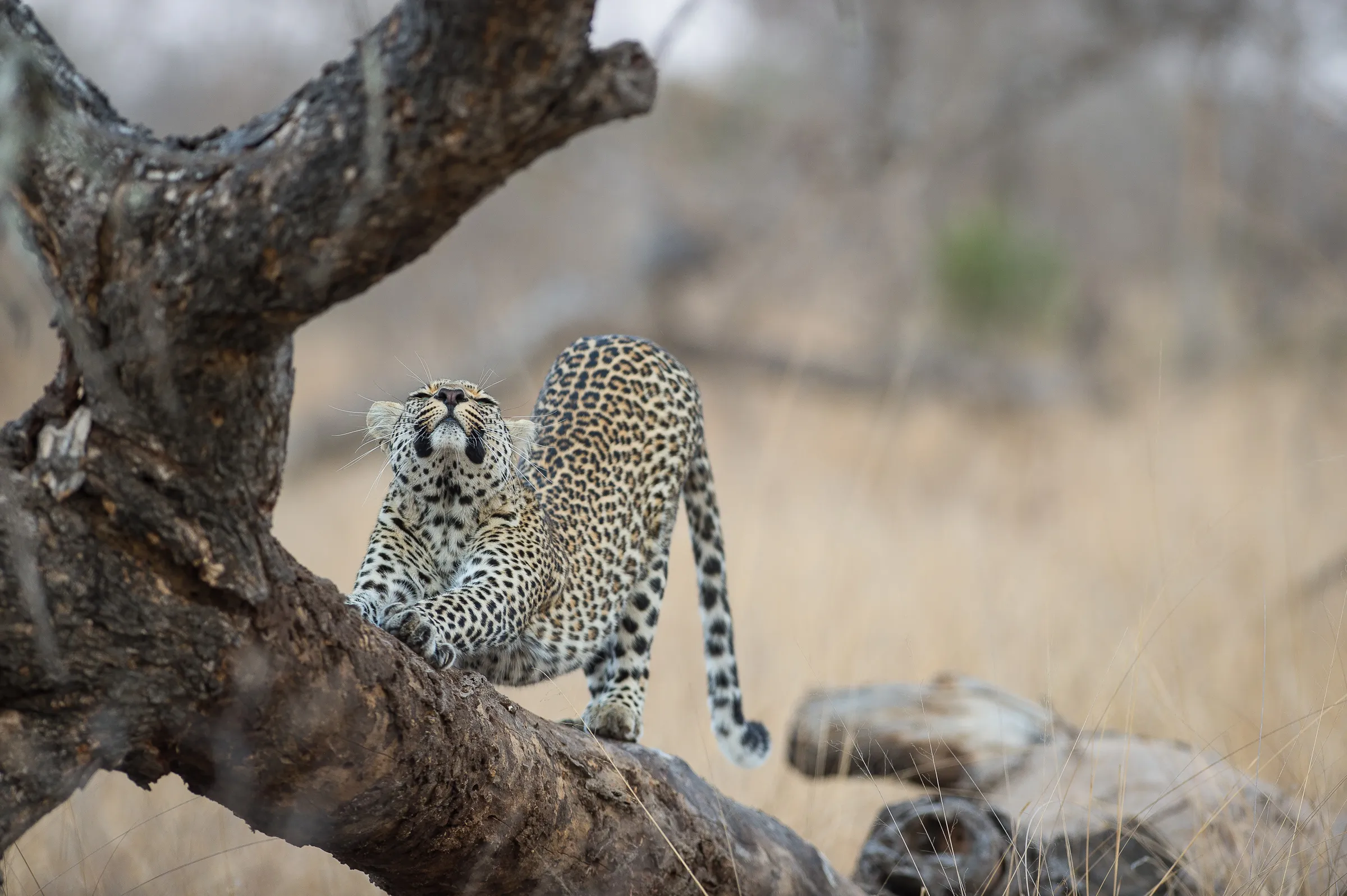 Sunway South Africa Kruger Bruce Taylor-9452