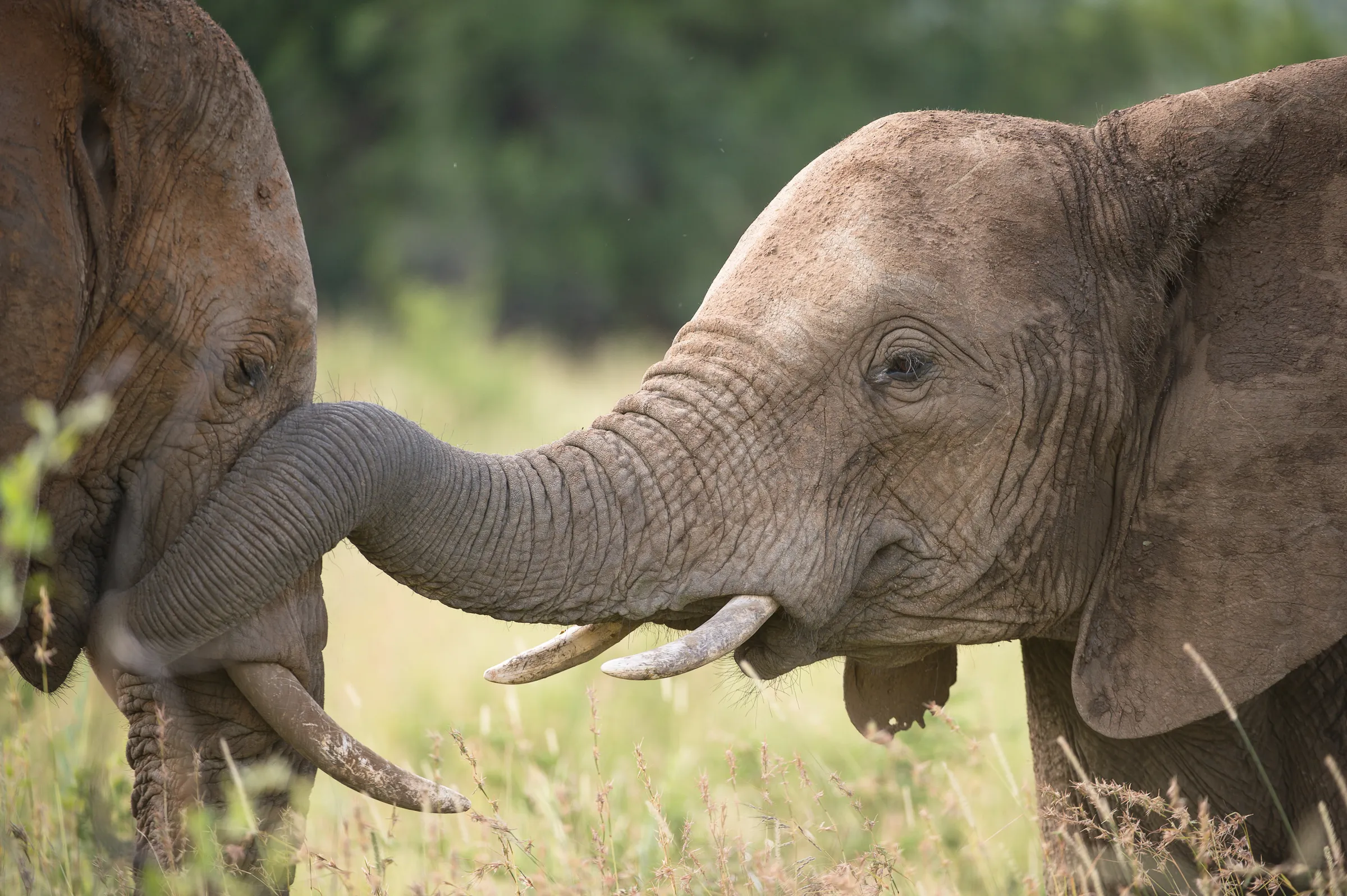 Sunway South Africa Kruger elephants (Bruce Taylor)