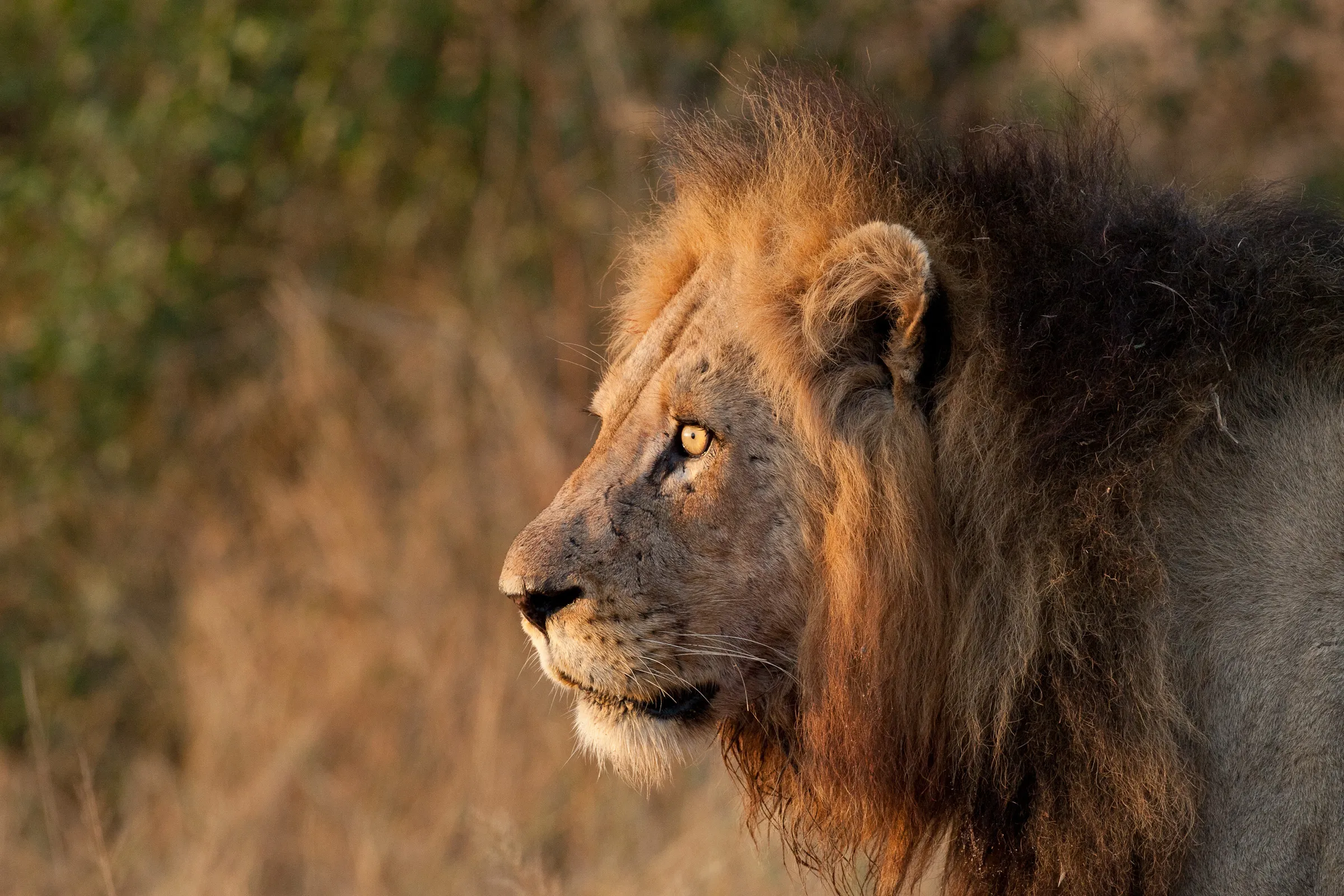 Sunway South Africa Kruger lion Rob Lewis