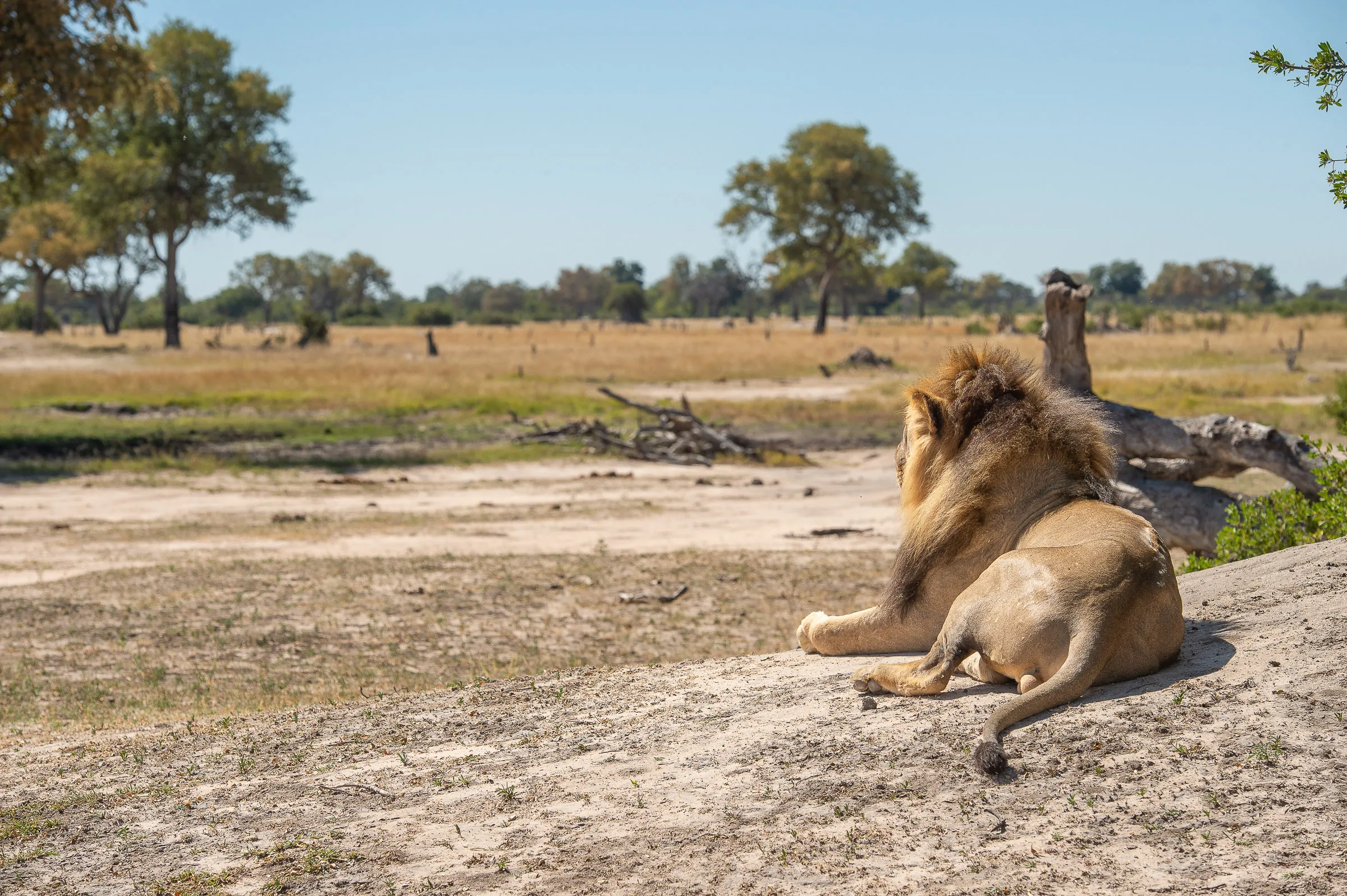 Sunway Zimbabwe Hwange NP Bruce Taylor-0666