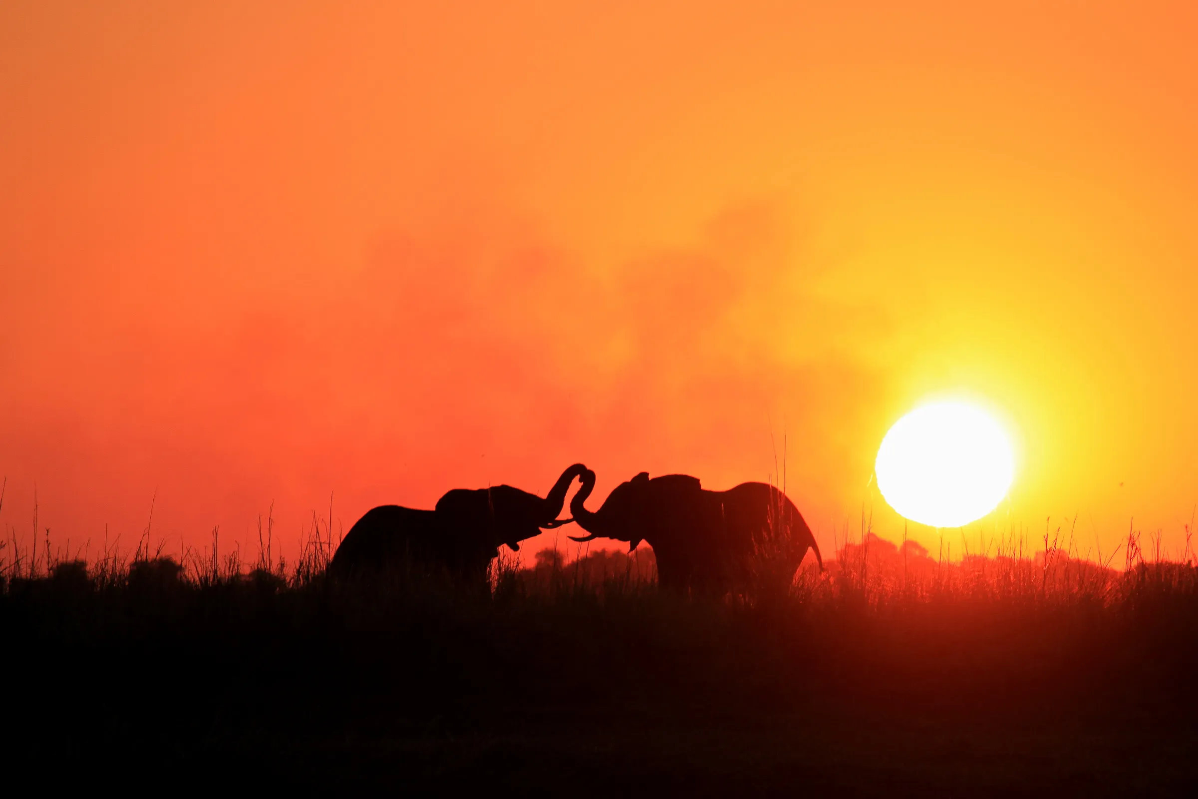 Sunway_Botswana_Chobe_elephants_sunset_Henry_Bell