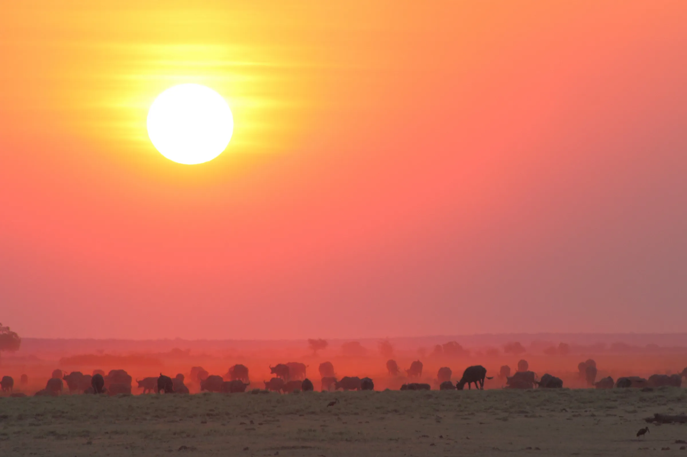 Sunway Botswana Chobe buffalo sunset (Ruan Mey)-3