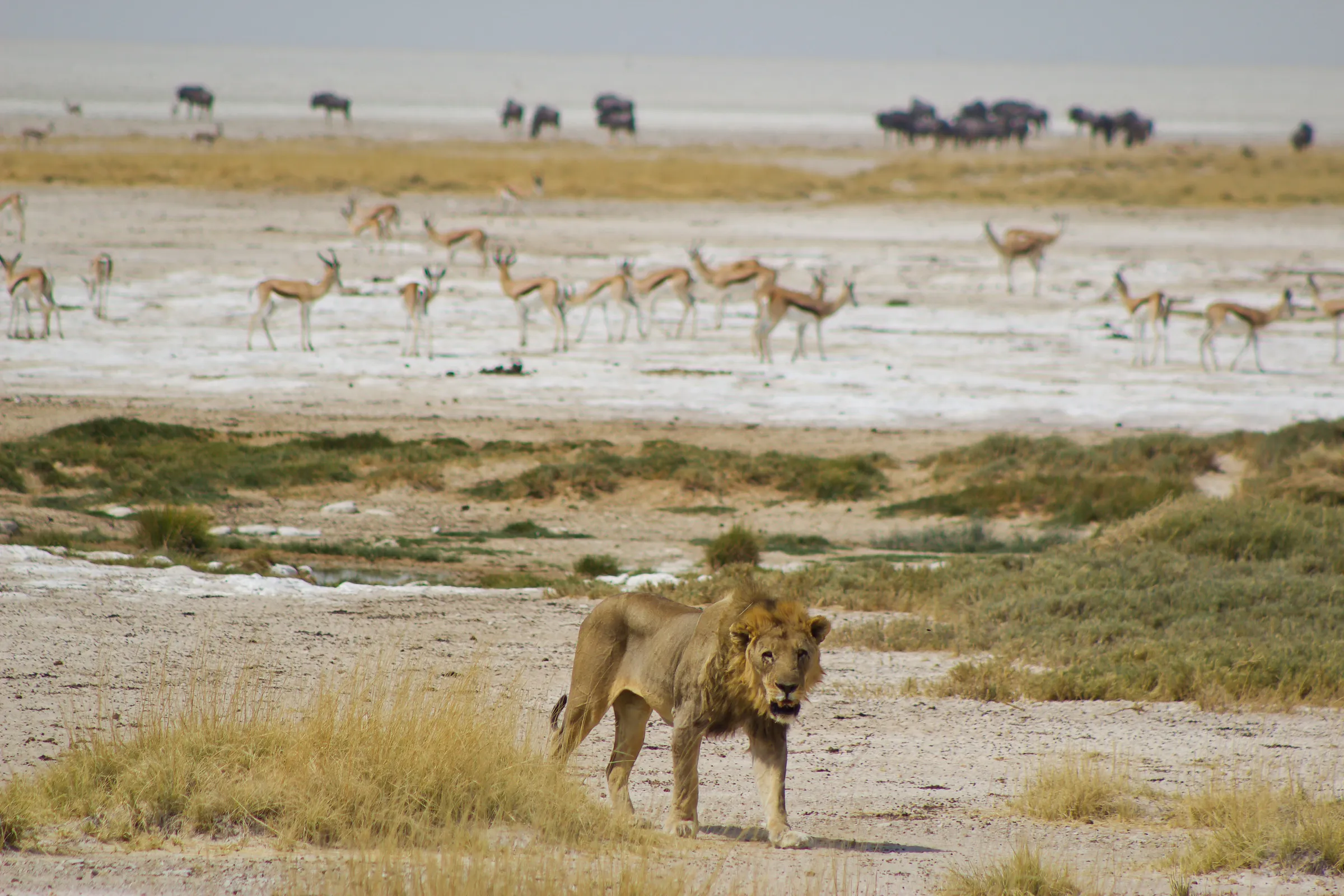 Sunway Namibia Etosha Ruan Mey-6541